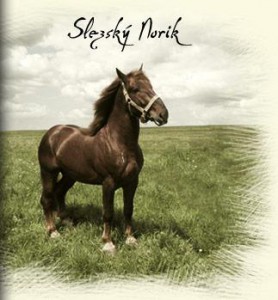 62-slezsky-norik.jpg